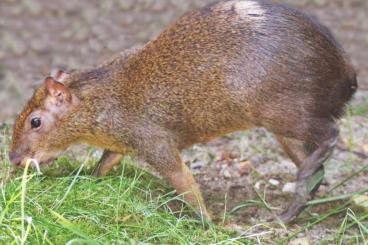 Exotische Säuger kaufen und verkaufen Foto: Mittelamerikanische Agutis 