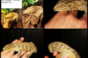 Echsen kaufen und verkaufen Photo: Rhacodactylus leachianus Nachzuchten – Top Linien – Hamm im September! Echsen kaufen und verkaufen Photo: Rhacodactylus leachianus Nachzuchten – Top Linien – Hamm im September!