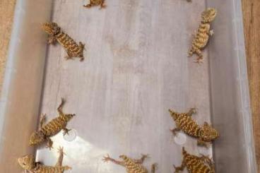 Geckos kaufen und verkaufen Photo: Nephrurus   Amyae  CB 23 - pairs