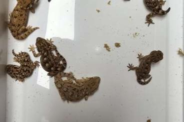 Geckos kaufen und verkaufen Photo:     Tarentola   Chazaliae
