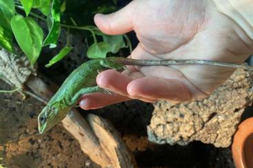 Lizards kaufen und verkaufen Photo: Ctenosaura pectinata PIED Lizards kaufen und verkaufen Photo: Ctenosaura pectinata PIED