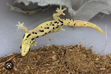 Echsen  kaufen und verkaufen Foto: High expression Hawaii locale lepidodactylus lugubris