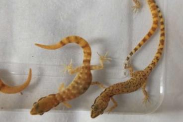 Lizards kaufen und verkaufen Photo: Tropiocolotes species wanted. 