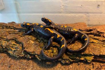 Schwanzlurche kaufen und verkaufen Foto: Newts and Salamandra’s available for Hamm
