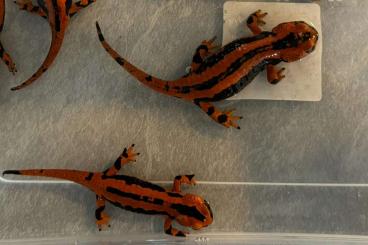 newts and salamanders kaufen und verkaufen Photo: Looking for Salamandra’s and newts