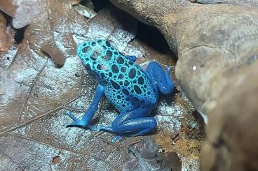 Pfeilgiftfrösche kaufen und verkaufen Foto: 0.0.2 D. Azureus Nachzuchten