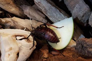 Insekten kaufen und verkaufen Foto: CB Archiblatta hoeveni pairs pre-sub/sub