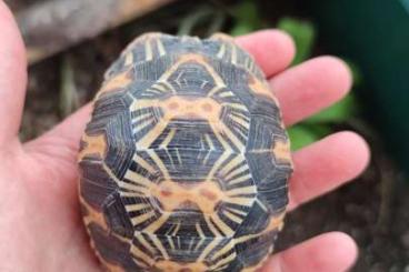 Landschildkröten kaufen und verkaufen Foto: Astrochelys radiata 160gr