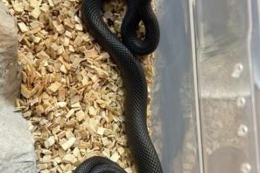 Nattern ungiftige  kaufen und verkaufen Foto:   Schwarze Westafrikanische Hausschlangen 2.4