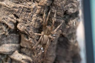 Spinnen und Skorpione kaufen und verkaufen Foto: Phoneutria / Androctonus / Tityus / Xenesthis  / Acanthoscurria 