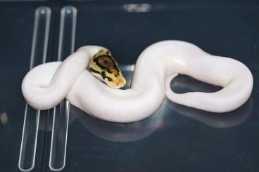 Schlangen kaufen und verkaufen Foto: Spider Piebald poss GeneX Weibchen