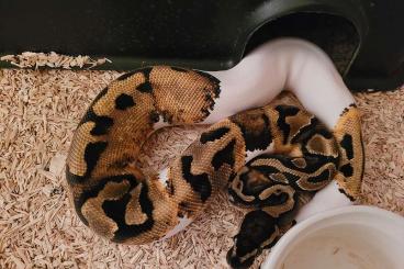 Snakes kaufen und verkaufen Photo: 1.0 Piebald poss Enchi poss Fire