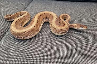 Snakes kaufen und verkaufen Photo: 0.1 Pinstripe Spider 100% Het Pied 800g