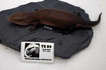 Skinks kaufen und verkaufen Photo: Tiliqua scincoides colormorph Skinks kaufen und verkaufen Photo: Tiliqua scincoides colormorph