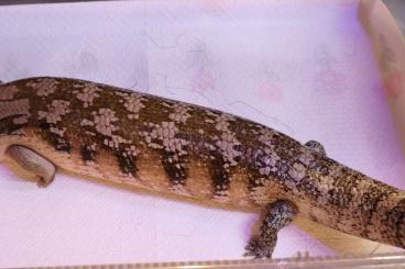 Skinke kaufen und verkaufen Foto: 1,0 Tiliqua scincoides intermedia Skinke kaufen und verkaufen Foto: 1,0 Tiliqua scincoides intermedia
