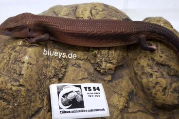 Skinke kaufen und verkaufen Foto: CB2025 Tiliqua scincoides colormorph Skinke kaufen und verkaufen Foto: CB2025 Tiliqua scincoides colormorph