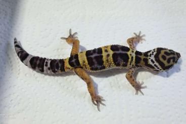 Geckos kaufen und verkaufen Photo: Leos Black Nights 8.2 aus 23