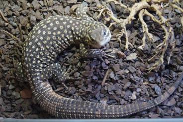 Warane kaufen und verkaufen Foto: Varanus Acanthurus Yellow 0.2 aus 25 Warane kaufen und verkaufen Foto: Varanus Acanthurus Yellow 0.2 aus 25