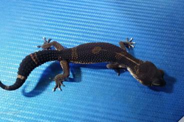 Geckos kaufen und verkaufen Photo: Leos Black Night Withesocks - Mandarin 