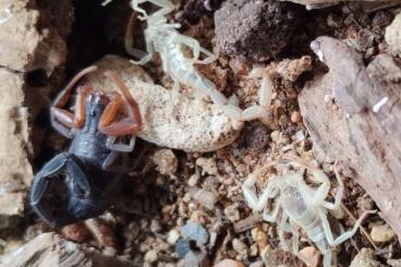Scorpions kaufen und verkaufen Photo: Biete aus eigener Nachzuchten Skorpione Scorpions kaufen und verkaufen Photo: Biete aus eigener Nachzuchten Skorpione
