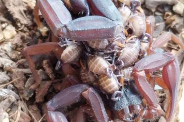 Scorpions kaufen und verkaufen Photo: Biete aus eigener Nachzucht Skorpione Scorpions kaufen und verkaufen Photo: Biete aus eigener Nachzucht Skorpione