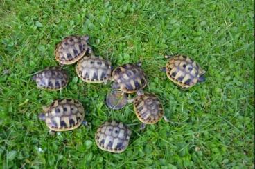 Tortoises kaufen und verkaufen Photo: Griechische Landschildkröten zu verkaufen!