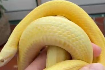 Snakes kaufen und verkaufen Photo: Kornnatter 1.0 Butter Striped gesucht