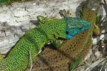 Lizards kaufen und verkaufen Photo: Suche Smaragdeidechsen (Lacerta Schreiberi) 