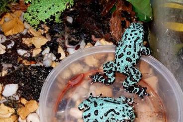 Frösche kaufen und verkaufen Foto: Suche Bombina orientalis Patternles Frösche kaufen und verkaufen Foto: Suche Bombina orientalis Patternles