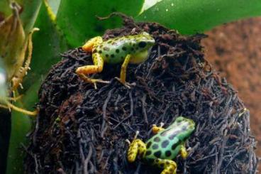 Poison dart frogs kaufen und verkaufen Photo: Biete diverse Dendrobaten Poison dart frogs kaufen und verkaufen Photo: Biete diverse Dendrobaten