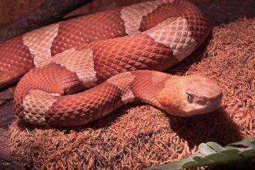 Venomous snakes kaufen und verkaufen Photo: Breitband Kupferkopf - Agkistrodon laticinctus 1.1 CB22 Venomous snakes kaufen und verkaufen Photo: Breitband Kupferkopf - Agkistrodon laticinctus 1.1 CB22