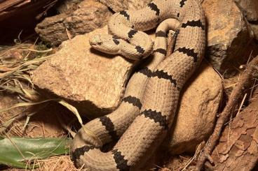 Venomous snakes kaufen und verkaufen Photo: SUCHE Crotalus Arten/ Hamm / Abholung Venomous snakes kaufen und verkaufen Photo: SUCHE Crotalus Arten/ Hamm / Abholung