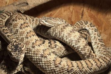 Venomous snakes kaufen und verkaufen Photo: SUCHE Crotalus Arten/ Hamm / Abholung Venomous snakes kaufen und verkaufen Photo: SUCHE Crotalus Arten/ Hamm / Abholung