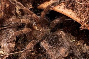 Spinnen und Skorpione kaufen und verkaufen Foto: Pamphobeteus, Androctonus Spinnen und Skorpione kaufen und verkaufen Foto: Pamphobeteus, Androctonus