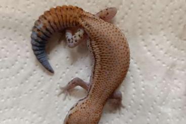 Echsen  kaufen und verkaufen Foto: Fat tail geckos 2021 Hemitheconyx caudicinctus