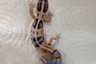 Geckos kaufen und verkaufen Foto: Fat tail geckos 2021 Hemitheconyx caudicinctus