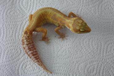 Geckos kaufen und verkaufen Foto: Leopardgecko Rainwater Red Stripe / Jungle