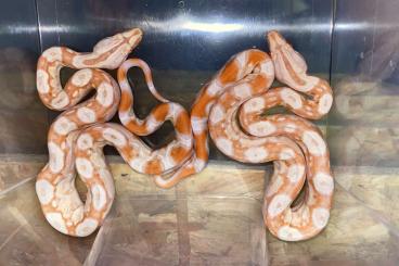 Schlangen kaufen und verkaufen Foto: Albinon img het Snow / Albino het Snow (Anery)