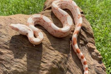 Schlangen kaufen und verkaufen Foto: Boa Constrictor NZ 5/21 Img, albino, Sunglow 