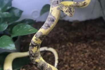 Snakes kaufen und verkaufen Photo: 1.0 Corallus hortulanus, Paradox! Snakes kaufen und verkaufen Photo: 1.0 Corallus hortulanus, Paradox!