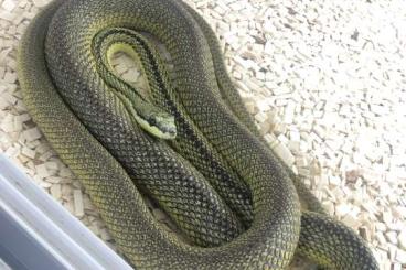 Snakes kaufen und verkaufen Photo: 1.1 Philodryas baroni, Baron's Green Racer Snakes kaufen und verkaufen Photo: 1.1 Philodryas baroni, Baron's Green Racer