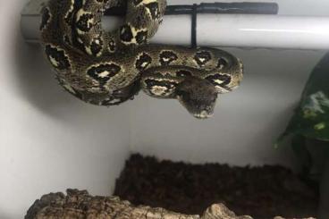 Snakes kaufen und verkaufen Photo: 0.1 Sanzinia madagascariensis – Madagascar Tree Boa Snakes kaufen und verkaufen Photo: 0.1 Sanzinia madagascariensis – Madagascar Tree Boa