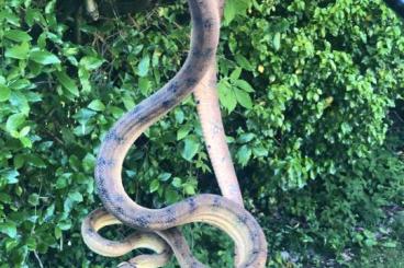 Boas kaufen und verkaufen Photo: 0.1 Corallus hortulanus yellow female 350€!! Boas kaufen und verkaufen Photo: 0.1 Corallus hortulanus yellow female 350€!!