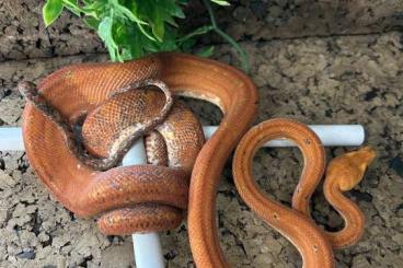 Schlangen kaufen und verkaufen Foto: C. hortulanus - C. Ruschenbergerii Schlangen kaufen und verkaufen Foto: C. hortulanus - C. Ruschenbergerii