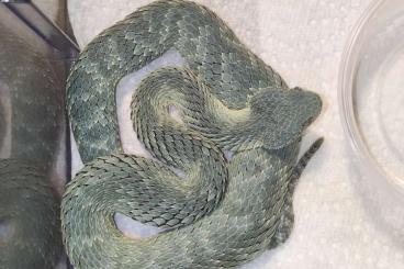 Venomous snakes kaufen und verkaufen Photo: 1.0 Atheris squamigera CB 2021