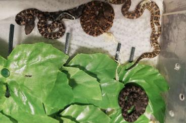 Giftschlangen kaufen und verkaufen Foto: Porthidium lansbergi rozei