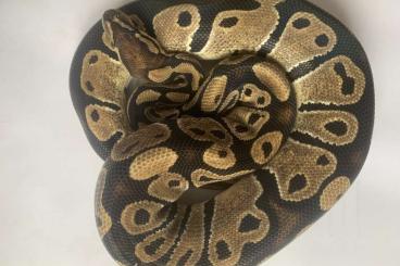 Ball Pythons kaufen und verkaufen Photo: 0,1 Python regius 66% het. Sunset