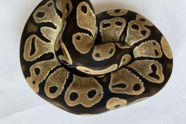 Ball Pythons kaufen und verkaufen Photo: 0,1 Python regius 66% het. Sunset