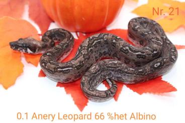 Boas kaufen und verkaufen Photo: 0.1Anery leopard 66%het albino 