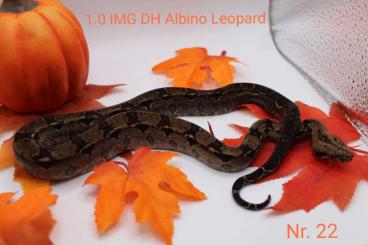 Boas kaufen und verkaufen Photo: 1.0 img Dh Albino Leopard 